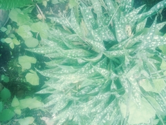 Pulmonaria officinalis