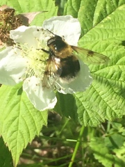 Volucella bombylans
