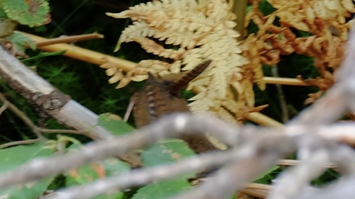 Eurasian Wren