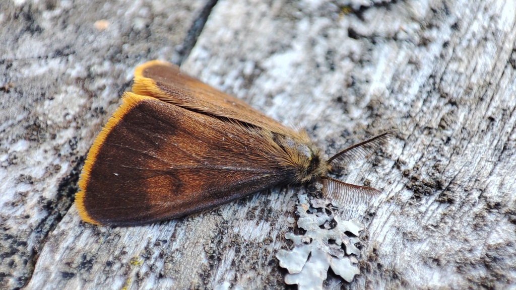 Orgyia aurolimbata