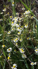 Matricaria