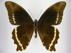 Papilio chrapkowskii
