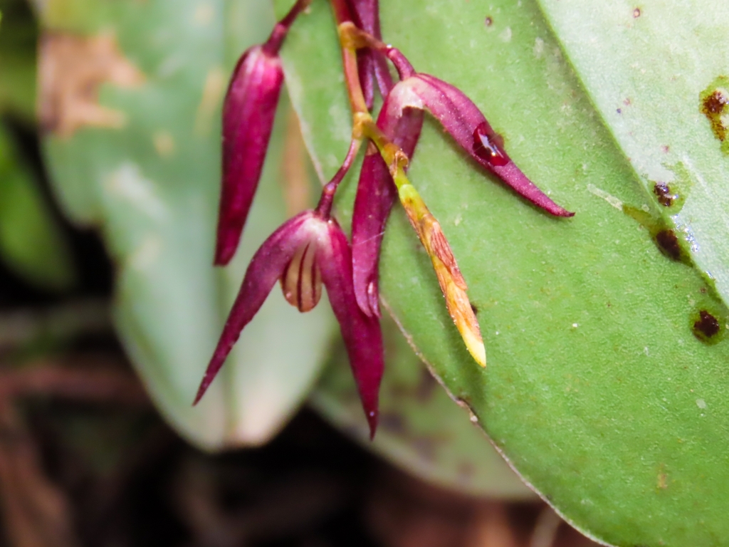 Stelis megachlamys; photograph author not stated, no rights reserved