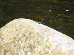 Ophiogomphus carolus