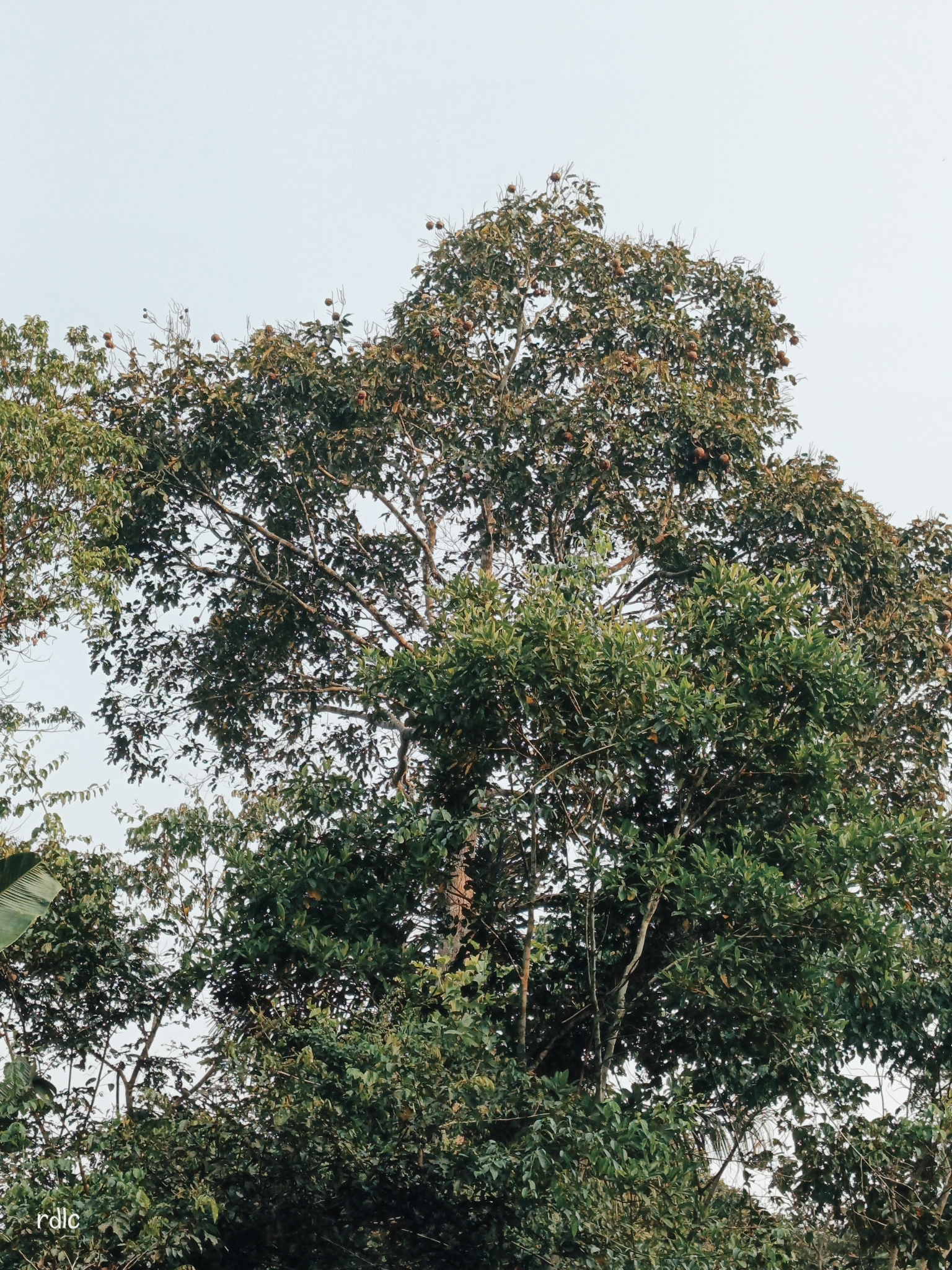Imagem de Castanha-do-pará