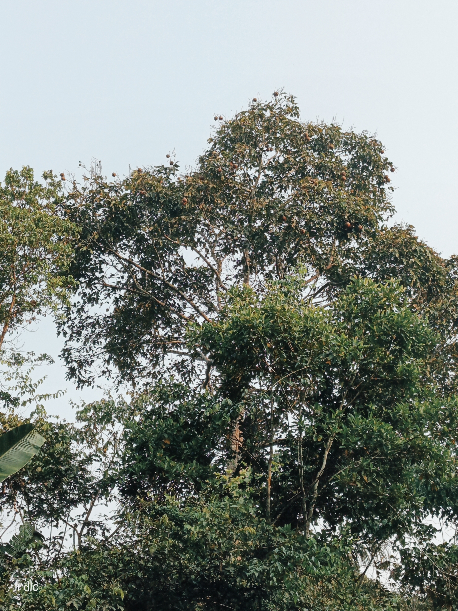 Imagem de Castanha-do-pará
