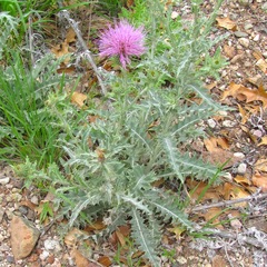 Cirsium undulatum