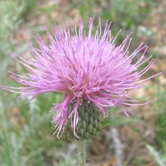 Cirsium undulatum