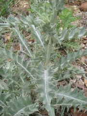Cirsium undulatum