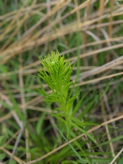 Liatris pycnostachya