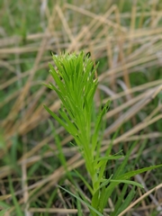 Liatris pycnostachya
