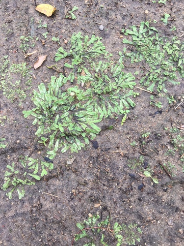 Riccia planobiconvexa