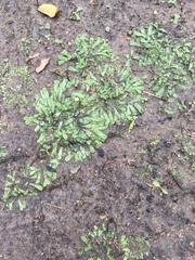 Riccia planobiconvexa