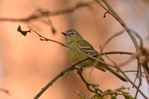 Tyranneau de Reiser (Phyllomyias reiseri)
