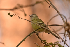 Reiser's Tyrannulet photo 1