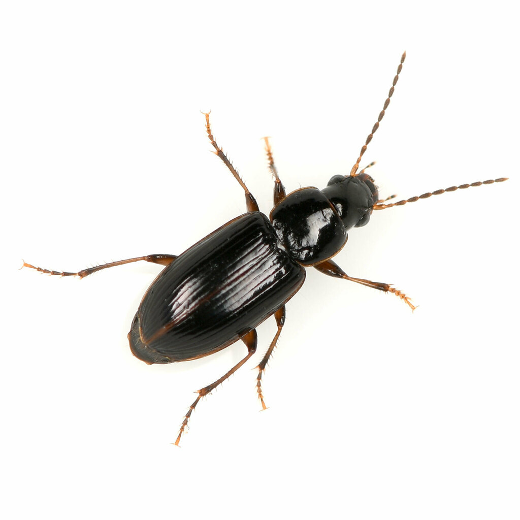 Double-edged Harp Ground Beetle