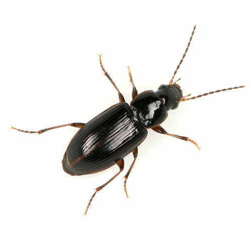 Double-edged Harp Ground Beetle