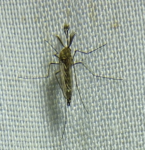 Inland Floodwater Mosquito photo 5