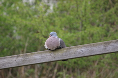 Columba palumbus