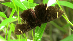 Erebus hieroglyphica