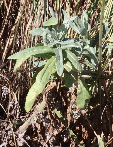 Image of Senecio lanceus by (c) Nicola van Berkel, some rights reserved (CC BY-SA)
