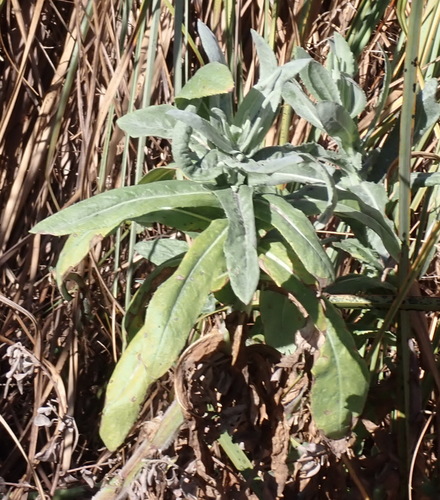 Kammie Ragwort (Senecio lanceus)