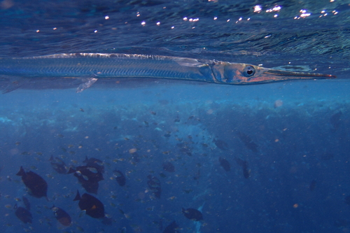 Houndfish — seen at this dive site