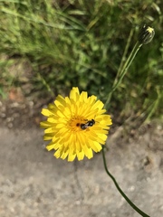 Lasioglossum leucozonium