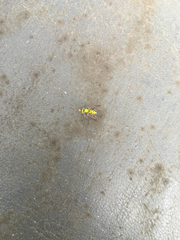 Condylostylus comatus