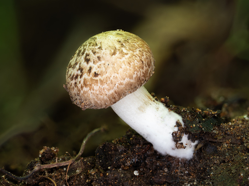 Inocybe (Photo 6 of 10)