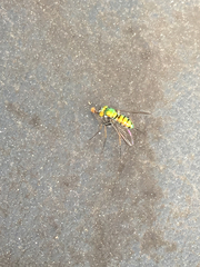 Condylostylus comatus