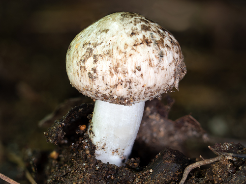 Inocybe (Photo 5 of 10)