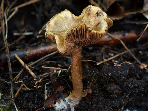 Inocybe