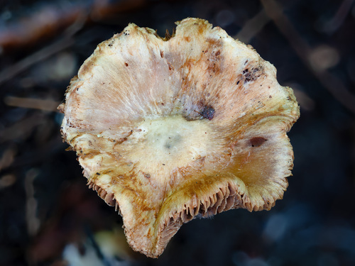 Inocybe (Photo 4 of 10)
