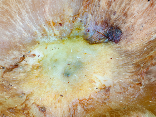 Inocybe (Photo 3 of 10)