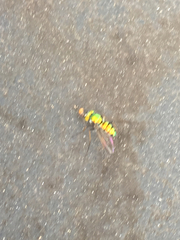 Condylostylus comatus