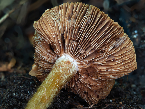 Inocybe (Photo 2 of 10)