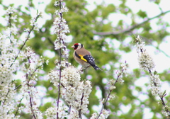 Carduelis carduelis