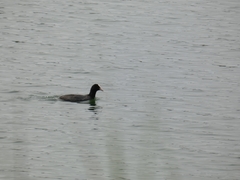 Fulica atra