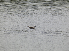 Larus fuscus