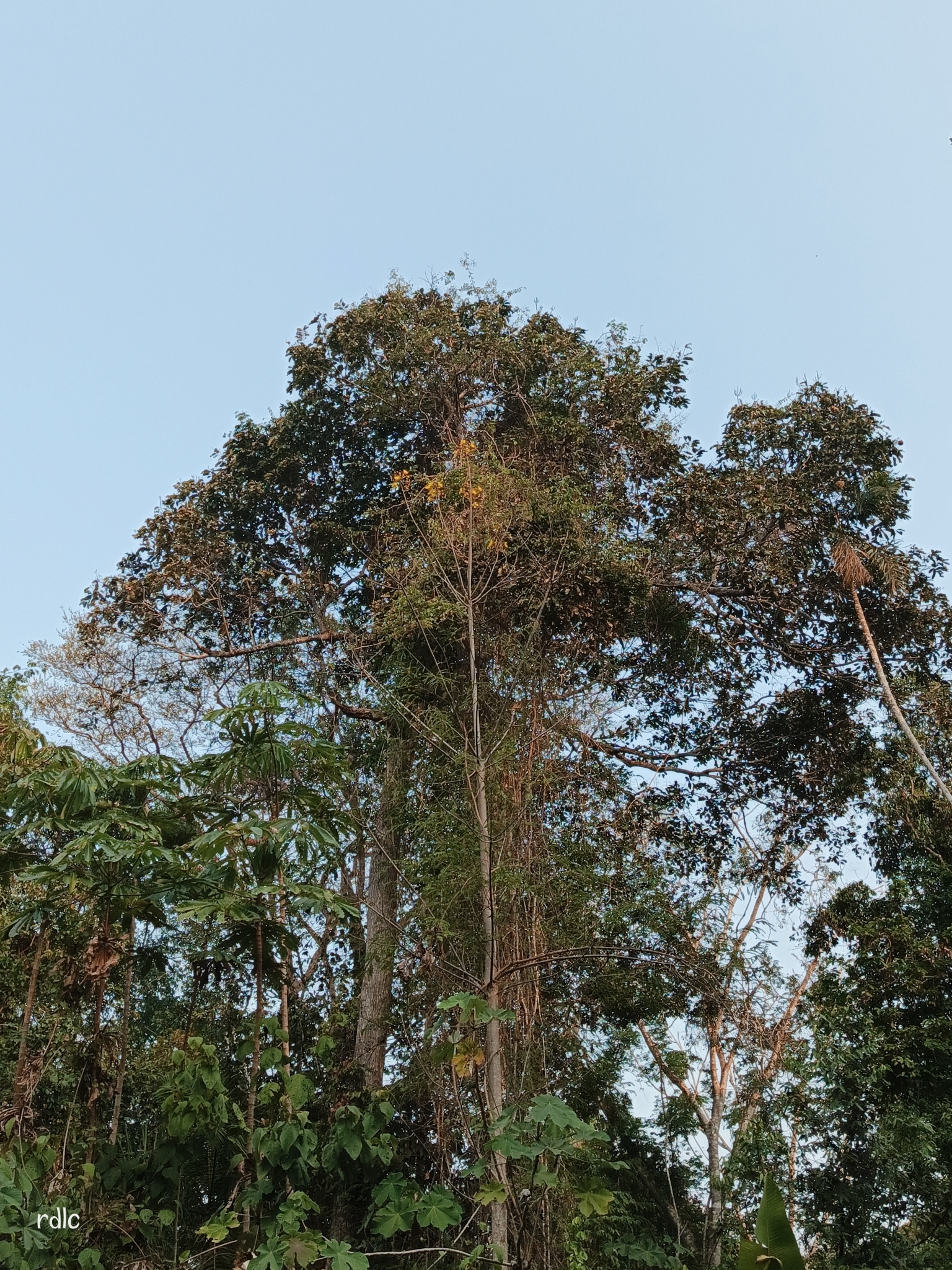 Imagem de Castanha-do-pará