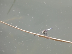 Orthetrum cancellatum