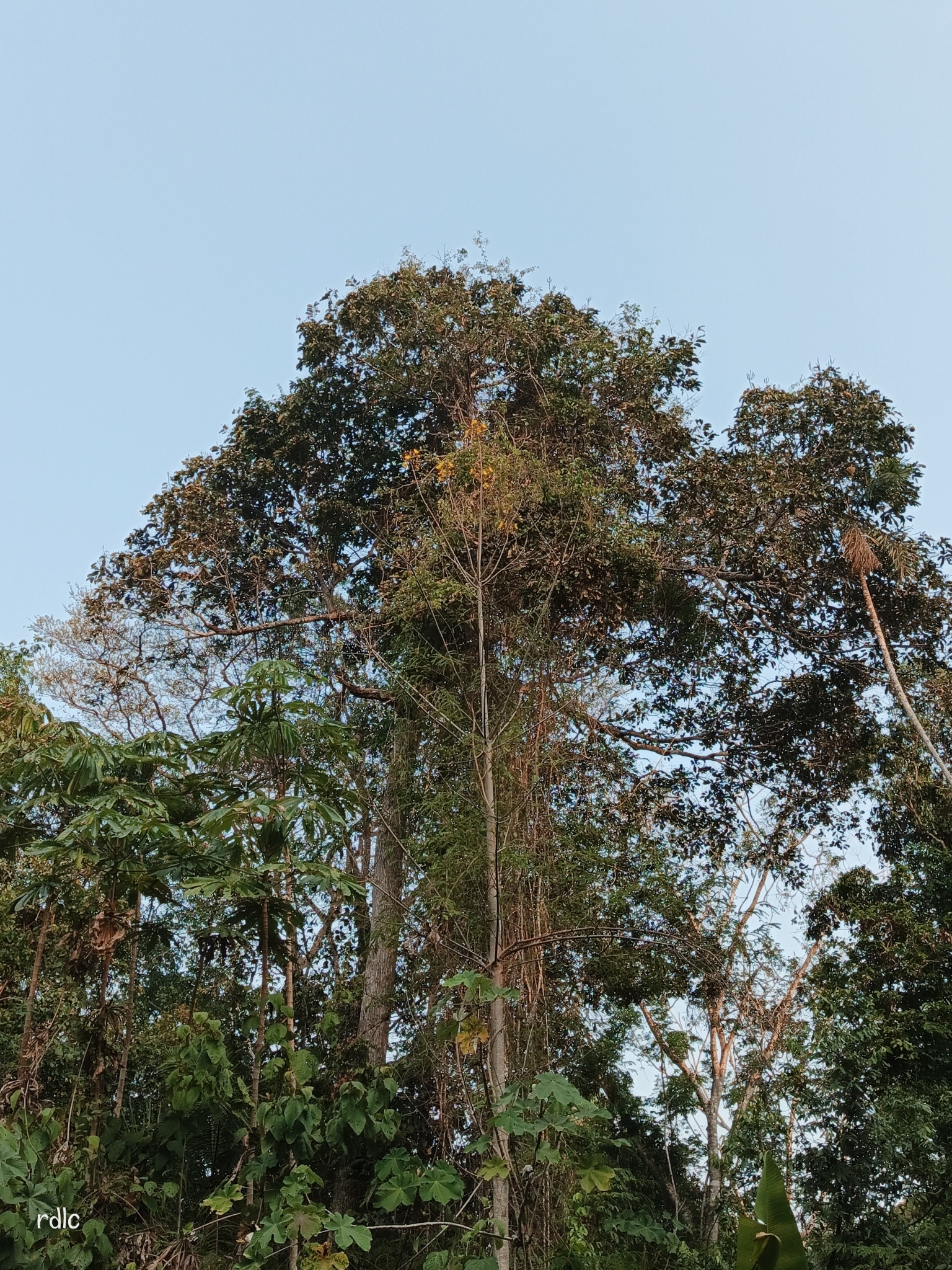 Imagem de Castanha-do-pará