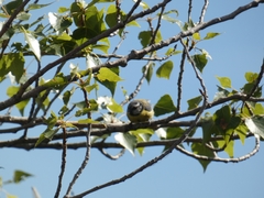 Cyanistes caeruleus