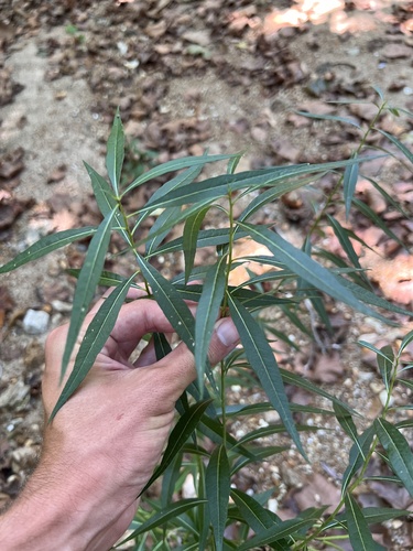 Image of Amsonia illustris by (c) Nathan Aaron, some rights reserved (CC BY)