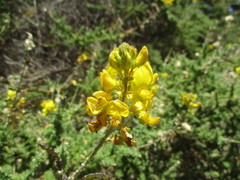 Adenocarpus viscosus image