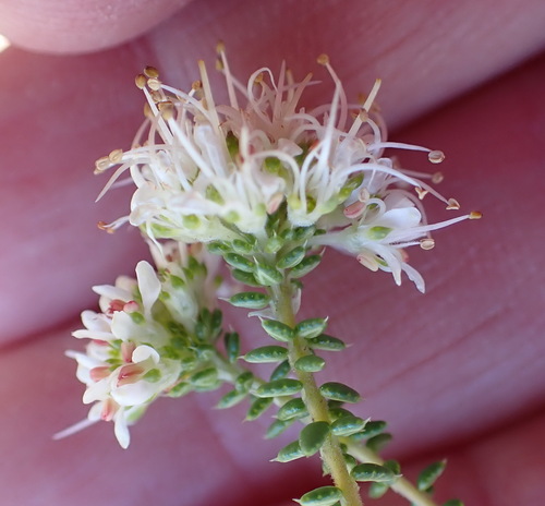 Image of Agathosma apiculata by (c) Nicola van Berkel, some rights reserved (CC BY-SA)