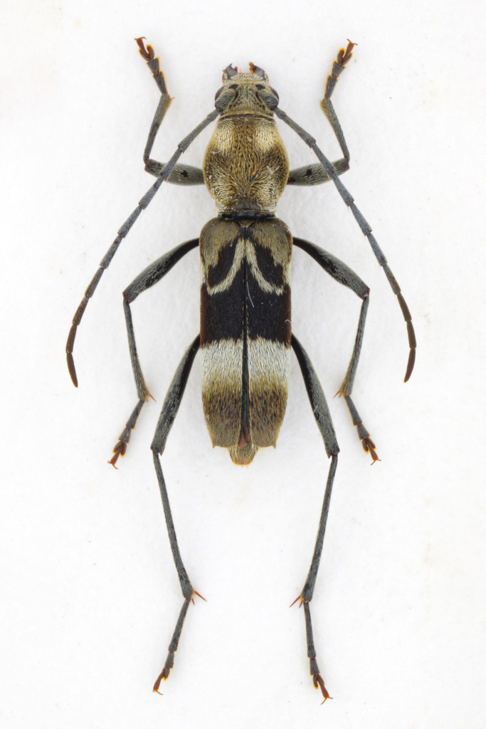 Demonax bimaculicollis