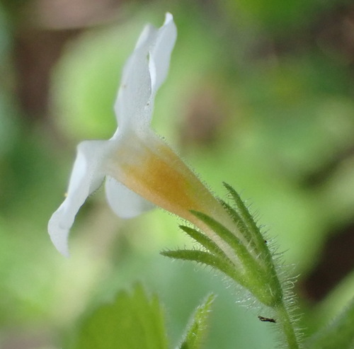 Chaenostoma cordatum