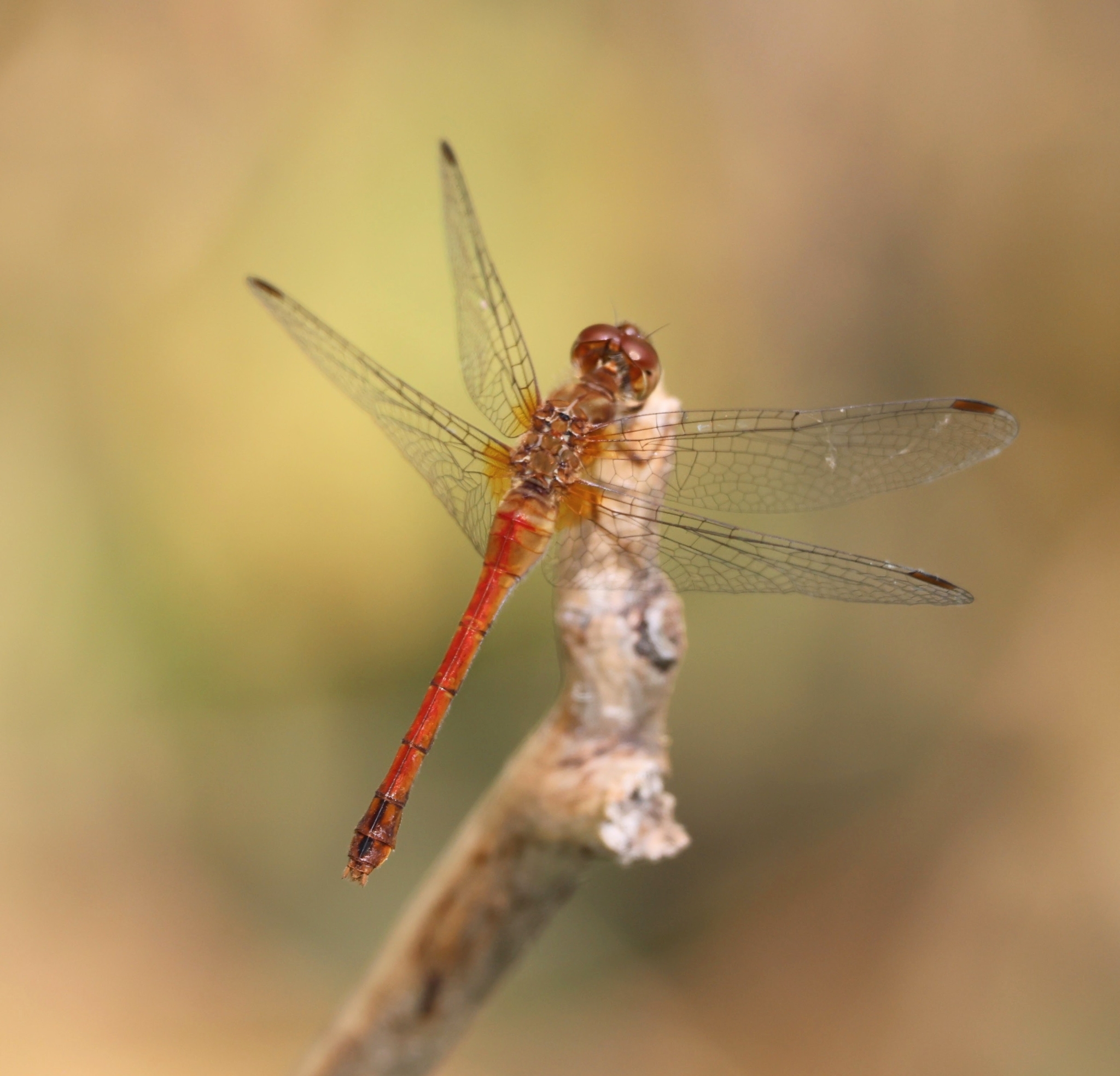 autumn meadowhawk